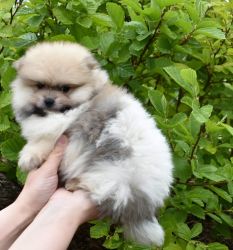 Purebred Pomeranian puppy Girl Lola