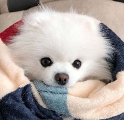 Cute Pomeranian puppy