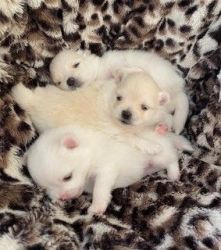 Pomeranian Puppies - All Girl Litter