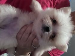 Pomeranian / mini poodle (pomapoo) puppies