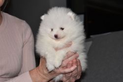Healthy Home raised Pomeranian puppies available