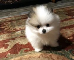 Healthy Teacup Pomeranian Puppies for sale.