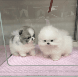 Cute Mini Teacup Size Pomeranian Puppies