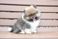 Purebred Pomeranian puppy Boy Teddy