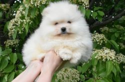 Purebred Pomeranian puppy Girl Snuggle