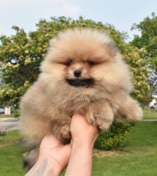 Purebred Pomeranian puppy Boy Miko