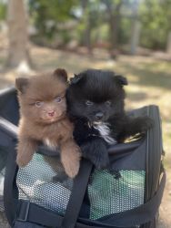 Brown and black Pomeranians