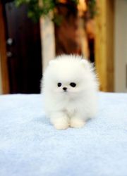 Beautiful Micro Teacup Pomeranian Pups for sale