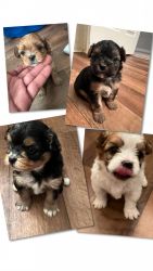 4 Puppies Inquire Today