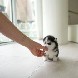 adorable Pomeranian