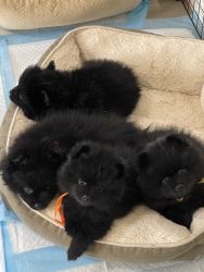 Ckc Pomeranian puppies