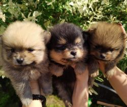 Pomeranian puppies excellent bloodline