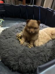 Pomeranian puppies for sale, five weeks old
