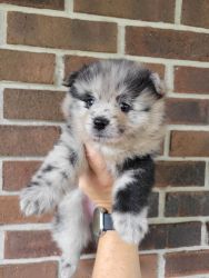 Pomeranian Puppies Available 06/16/2023