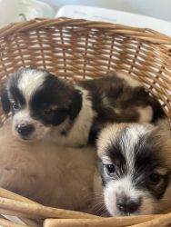 Rehoming Pomeranian mixed puppies