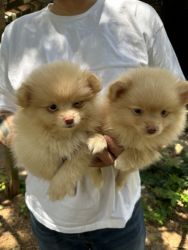 Beautiful Pomeranian puppies
