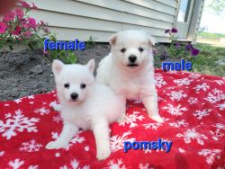 Purebred Pomeranians born 5-16, pomskies born 4-29
