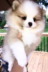 ReHoming teacup Pomeranian puppies