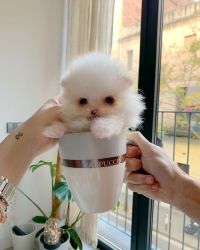 Purebred Teacup Pomeranian