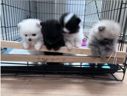 Amazing Pomeranian Puppies For Sale ( Whatsapp : +xxxxxxxxxxx )