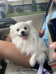 9 month old Pomeranian puppy for sale (belongings included!)