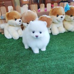 Lovely Pomeranian Puppies For Sale