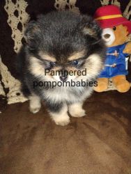 AKC Pomeranian female puppy