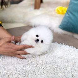 Lovely Teacup Pomeranian Puppies for sale