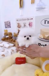 Fur teacup Pomeranian puppies