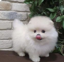 Pomeranian! Purebred! Two males and one female!