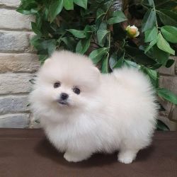 Mini Pomeranian Puppies For Sale