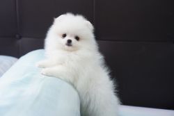 Cute Pomeranian Puppies For Sale