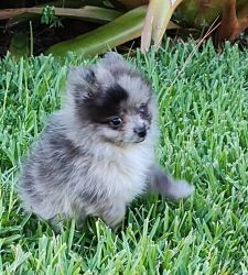 Cute AKC-certified Pomeranian Puppy