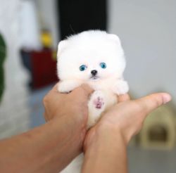 XS Blue Eyes White Pomeranian Puppies