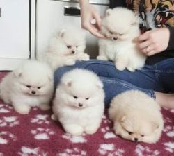 Pomeranian puppies ready for their new home.