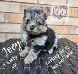 Akc Blue and Tan Merle Male