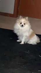 1 year old Pomeranian dog for sale