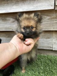 Little Male Pomeranian Puppy