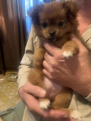 2 Pomeranian puppies for sale, 1 male and 1 female