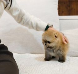 New Liter of Micro Teacup Pomeranian puppies