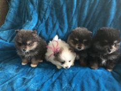 Adorable Purebred Pomeranian Puppies for sale 1 girl 3 boys