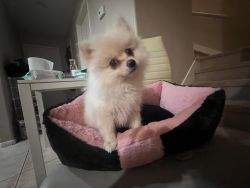 Rehoming a Pomeranian puppy