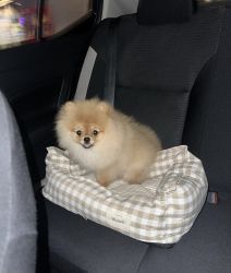 Pomeranian Puppies Available for sale