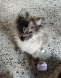 Adorable Male AKC-certified Pomeranian Ready for Adoption