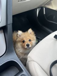 I will sell a Pomeranian pomeranian for 10 months