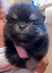 KIWI - Pomeranian AKC Female Black & Tan TINY