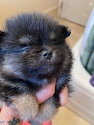 PRINGLES - Pomeranian AKC Male Black & Tan Puppy