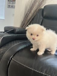 Pomeranian Puppy’s