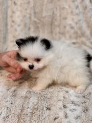 Pomeranian Puppy CKC Registered