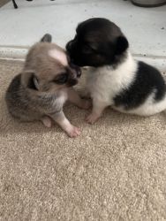 Pomeranian teacup girls/boy puppies